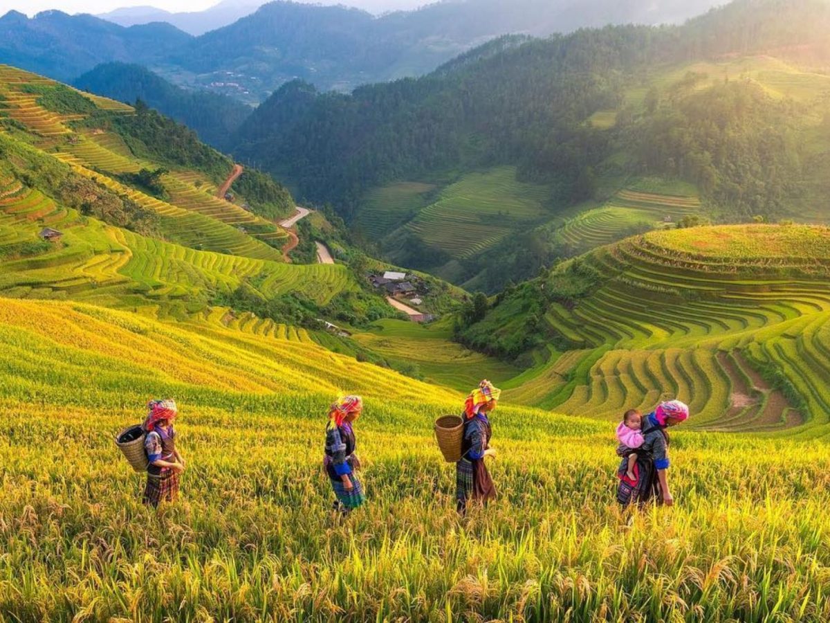 Ethnic women harvesting rice terraces